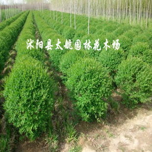 常年供應優(yōu)質小葉女貞球苗木，批發(fā)價廉物美，專業(yè)綠化指導
