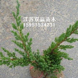 火棘小苗的培育與江蘇雙贏綠化苗木基地的專業(yè)服務
