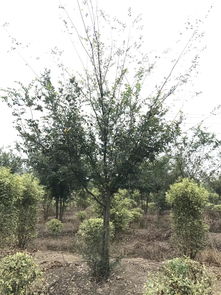 人工智能應用軟件開發(fā)賦能苗木產業(yè)